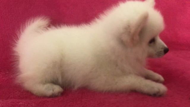 Щенок Помски смотреть онлайн