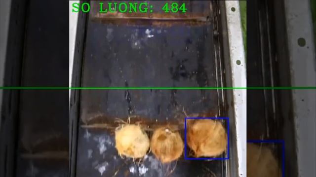 Máy xử lý ảnh công nghiệp Đếm số lượng trái dừa chạy trên băng chuyền смотреть онлайн