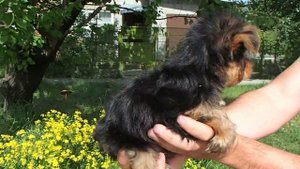 Девочка. Йорк. вес в 2 мес. 980г