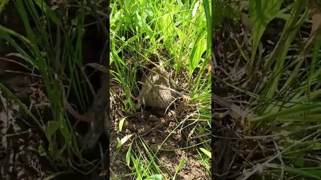 Слепыш роет нору..точит зубы, нервничает.Выпускаю слепыша на волю/Mole Rat Digs A Hole/Rata Topo