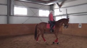 Лошадь задирает голову на рыси