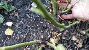 #Розы Осенние работы с розами Как я обрезаю розы спрей .