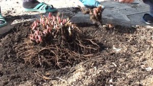 Марьин корень, Часть 1, Черенкование