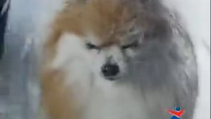 Спортмастер - с удовольствием вместе. Мокрые лапы