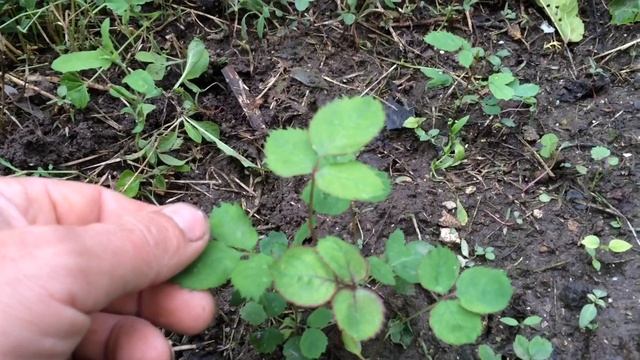 Розы из семян. Как это? смотреть онлайн