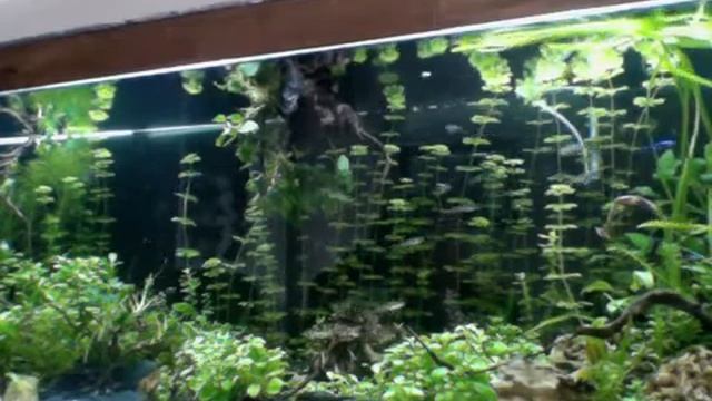 limnophila heterophylla смотреть онлайн