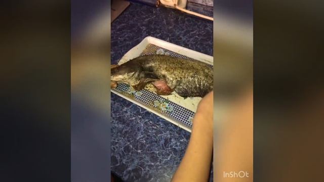 Копчение Сомика!! смотреть онлайн