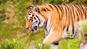 Тигр | Знакомьтесь тигр | Дикие животные | Опасные кошки | Опасные животные.