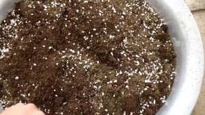 Грунт для выращивания рассады