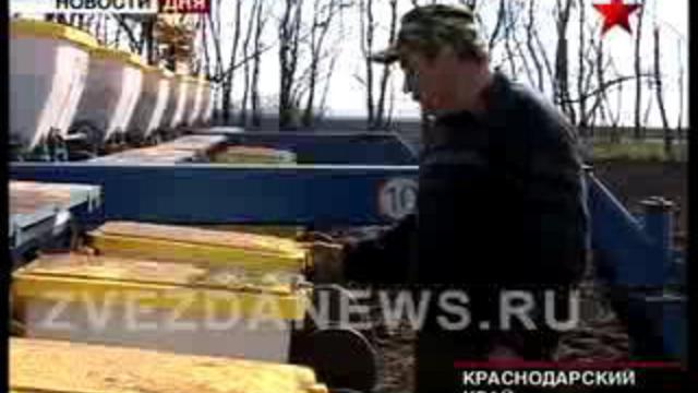 Продовольствие для армии. Совхоз "Ленинградский" накормит вс