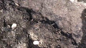 Посадка картофеля на целину без перекопки