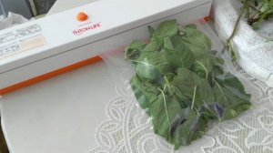 Заготовка на зиму мята в вакумом
