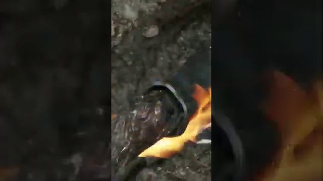 Устройство соединительной муфты Raychem на Кабель АСБ 3*240.Класс напряжения 10 кВ. смотреть онлайн