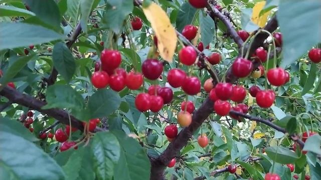Вишня показала впечатляющий урожай в этом году