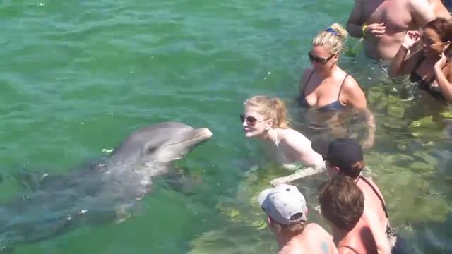 Меня поцеловал дельфин! :) смотреть онлайн