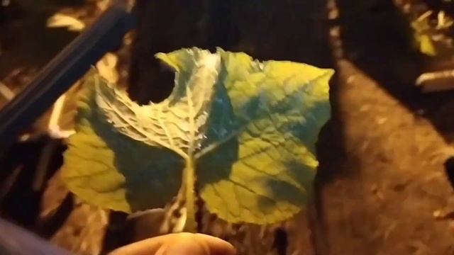 ГДЕ ЖИВЕТ БЕЛОКРЫЛКА НОЧЬЮ В ТЕПЛИЦЕ! смотреть онлайн