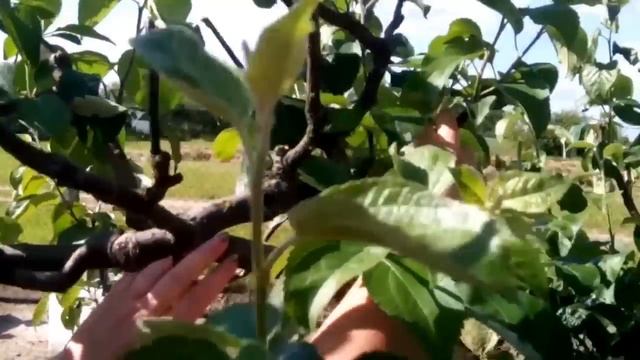 Июньское выламывание побегов у яблони. Прореживание плодов смотреть онлайн