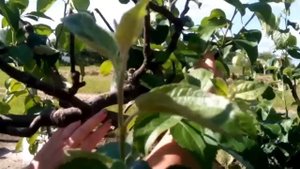 Июньское выламывание побегов у яблони. Прореживание плодов