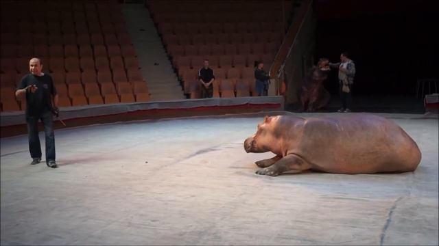 Дрессировщик Тофик Ахундов: «Разговариваю с бегемотами на их языке» смотреть онлайн