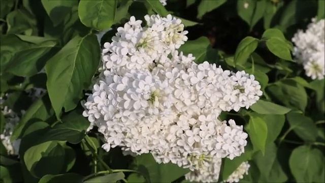 Инок Трофим. Душа носит тело свое. Часть 1. Пасха Красная - Нина Павлова смотреть онлайн