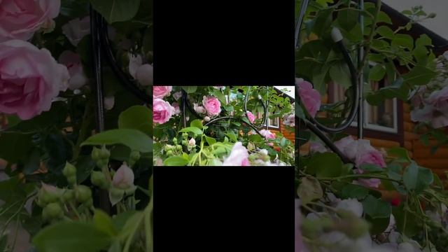 Плетистая роза Жасмина(Jasmina, Kordes). Королева сезона 2022. Розочке 4 года смотреть онлайн