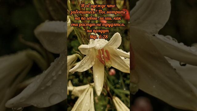 Спокойной ночи!Христианское пожелание! смотреть онлайн