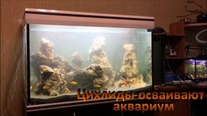создание цихлидника