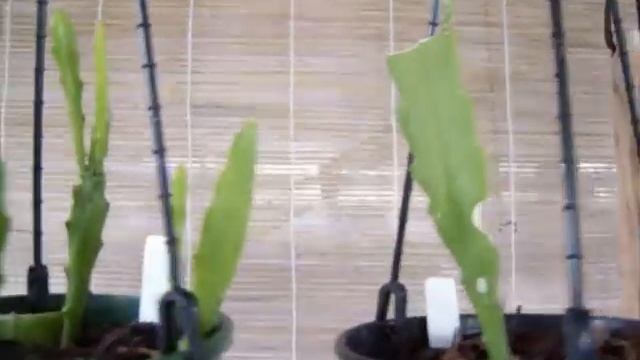 EPIPHYLLUM __Over 250 Hybrids. By Plantman SA смотреть онлайн