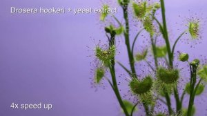 Drosera hookeri Reaktion auf Hefeextrakt/sundews reaction to yeast extract