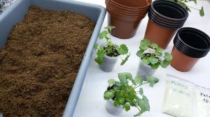 Всё что нужно для выращивания кампанул (базовый набор)