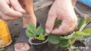 УКОРЕНЕНИЕ УСОВ КЛУБНИКИ! НАШ ОПЫТ и ЛАЙФХАК !!!