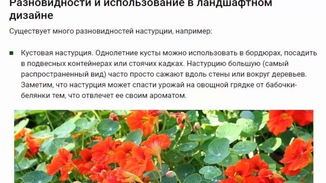 Настурция в ландшафтном дизайне