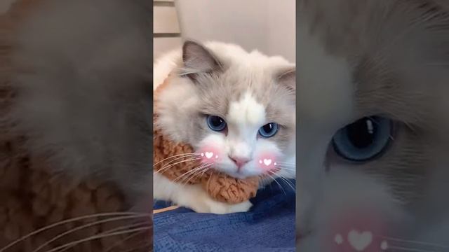 听到这个声音，小猫咪眼睛都变圆啦~#萌宠出道计划#猫