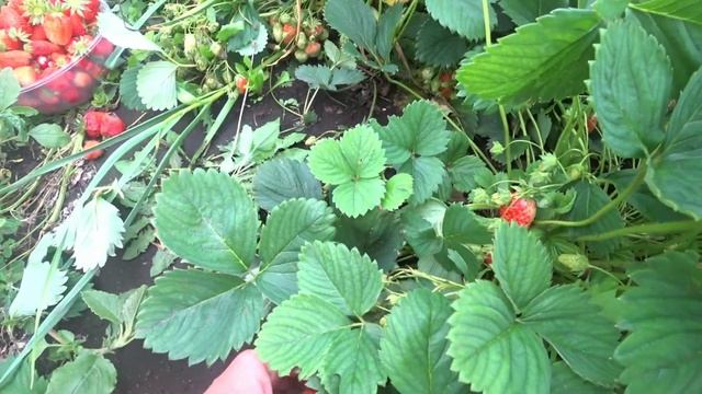 Купчиха( земклубника) /вакуумная упаковка клубники