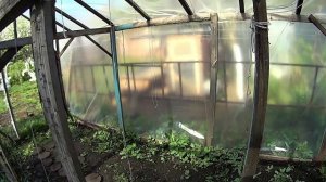 Проверено временем, деревянная теплица из стрейч пленки/бюджетная теплица/что стало с ней за 7 лет