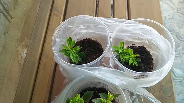 Размножение Бересклета японского .