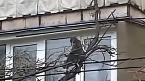 Кошка несёт котёнка домой