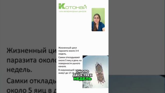 Кошки и их болезни | забота и лечение