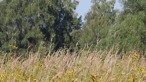 Лунь луговой самка 2 150824