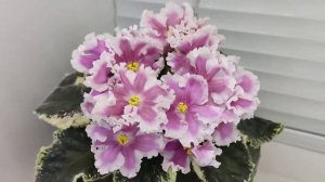 Фиалка ВаТ-Амазонка