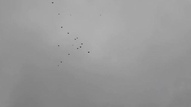 ПОЛЁТ НИКОЛАЕВСКИХ ГОЛУБЕЙ 2023 АЮТА смотреть онлайн