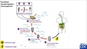 Fasciola hepatica life cycle