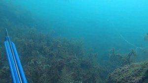 подводная охота в черном море