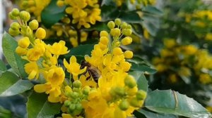 Интересные факты о пчёлах