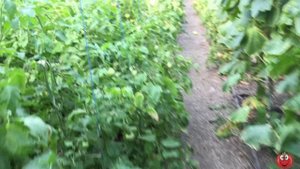 Два лучших способа борьбы с ТУТОЙ АБСОЛЮТОЙ она же томатная моль!!!