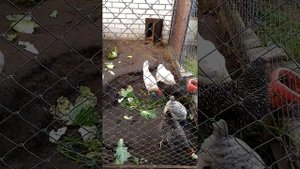 Курочки породы Чешский Доминант_часть 2