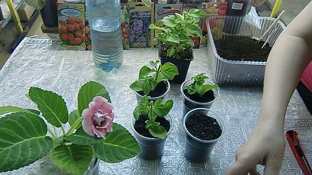 ?Петуния из черенка. Легко выращивать !!! Проще простого, как и всё остальное? ?
