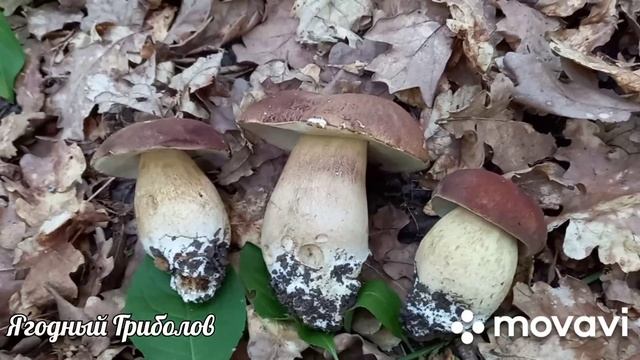 ?Сегодня только белые ❗ и один дубовик?