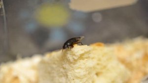 ЖУК ХРУЩАК. ИГРАЮТ В ЦАРЬ ГОРЫ.