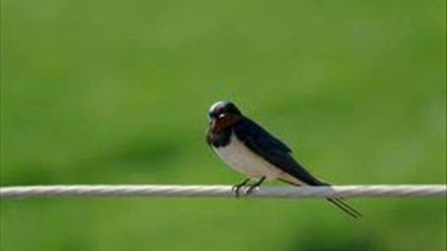 Почему птиц не поражает электрический ток, когда они сидят на пр смотреть онлайн